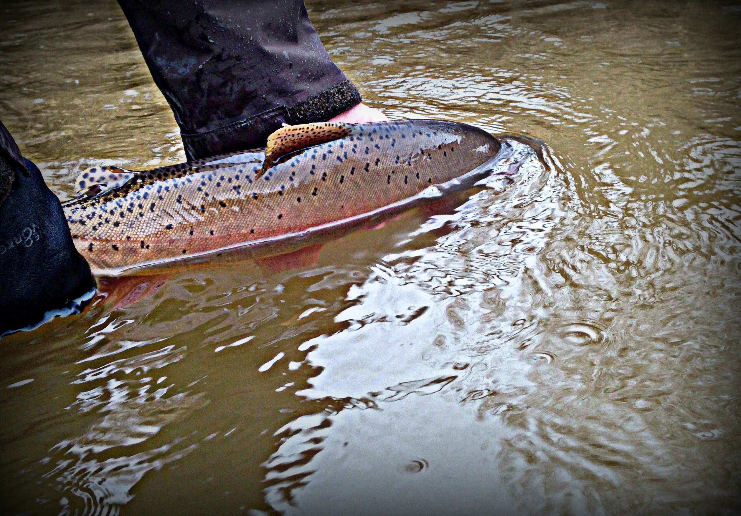 Image of Oncorhynchus clarkii bouvieri