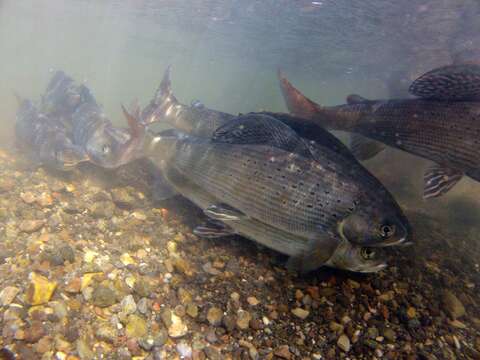 Image of Arctic Grayling