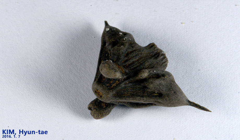 Image of Trapa natans var. japonica Nakano