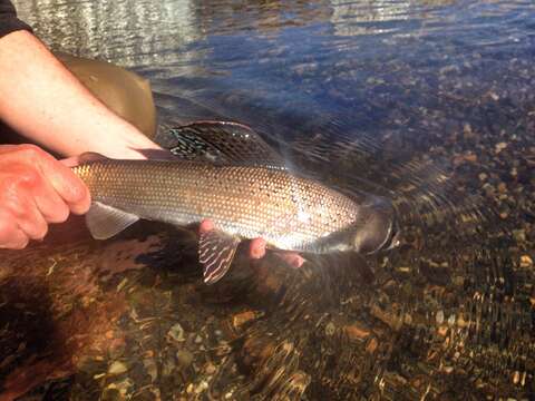 Image of Arctic Grayling