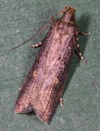 Image of Eyeringed Chionodes Moth