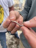 Image of Baja California Legless Lizard