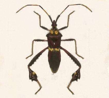 Leptoglossus zonatus (Dallas 1852) resmi