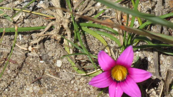 صورة Aspalathus capensis (Walp.) R. Dahlgren