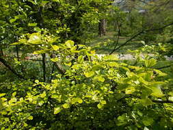 Image of Midland Hawthorn