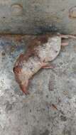 Image of bicoloured white-toothed shrew, bicoloured shrew