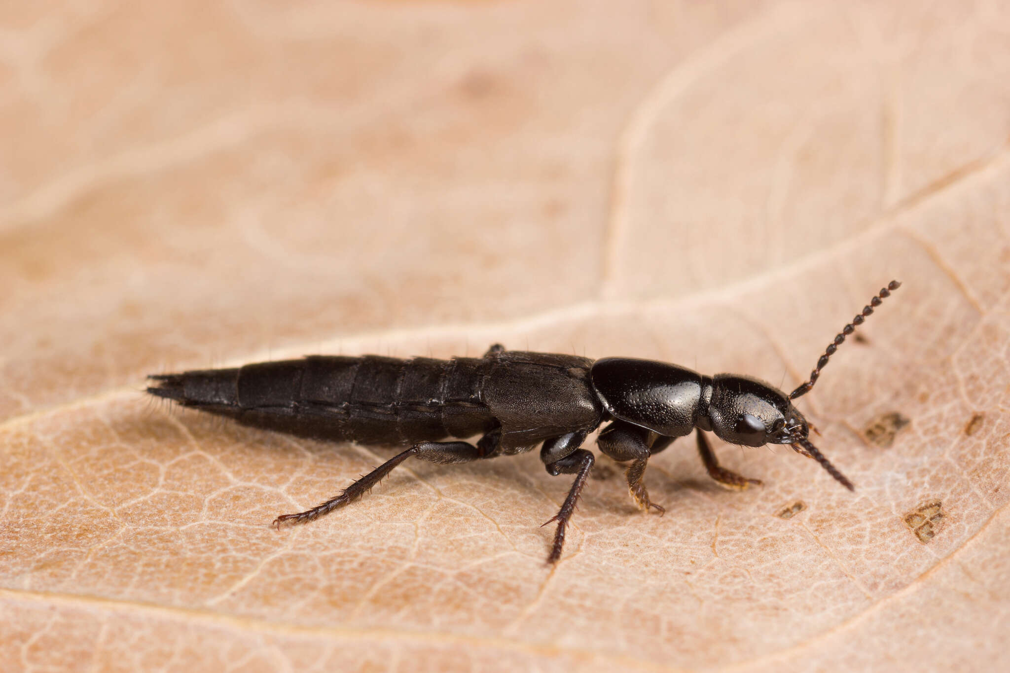 Image of Ocypus (Pseudocypus) fuscatus (Gravenhorst 1802)