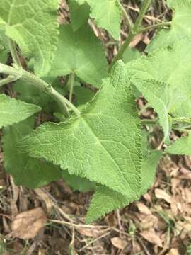 Image of Ageratina deltoidea (Jacq.) R. King & H. Rob.