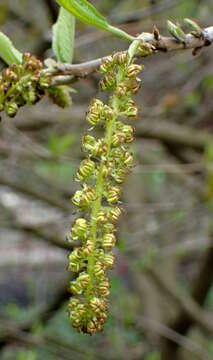 صورة Sinowilsonia henryi Hemsl.