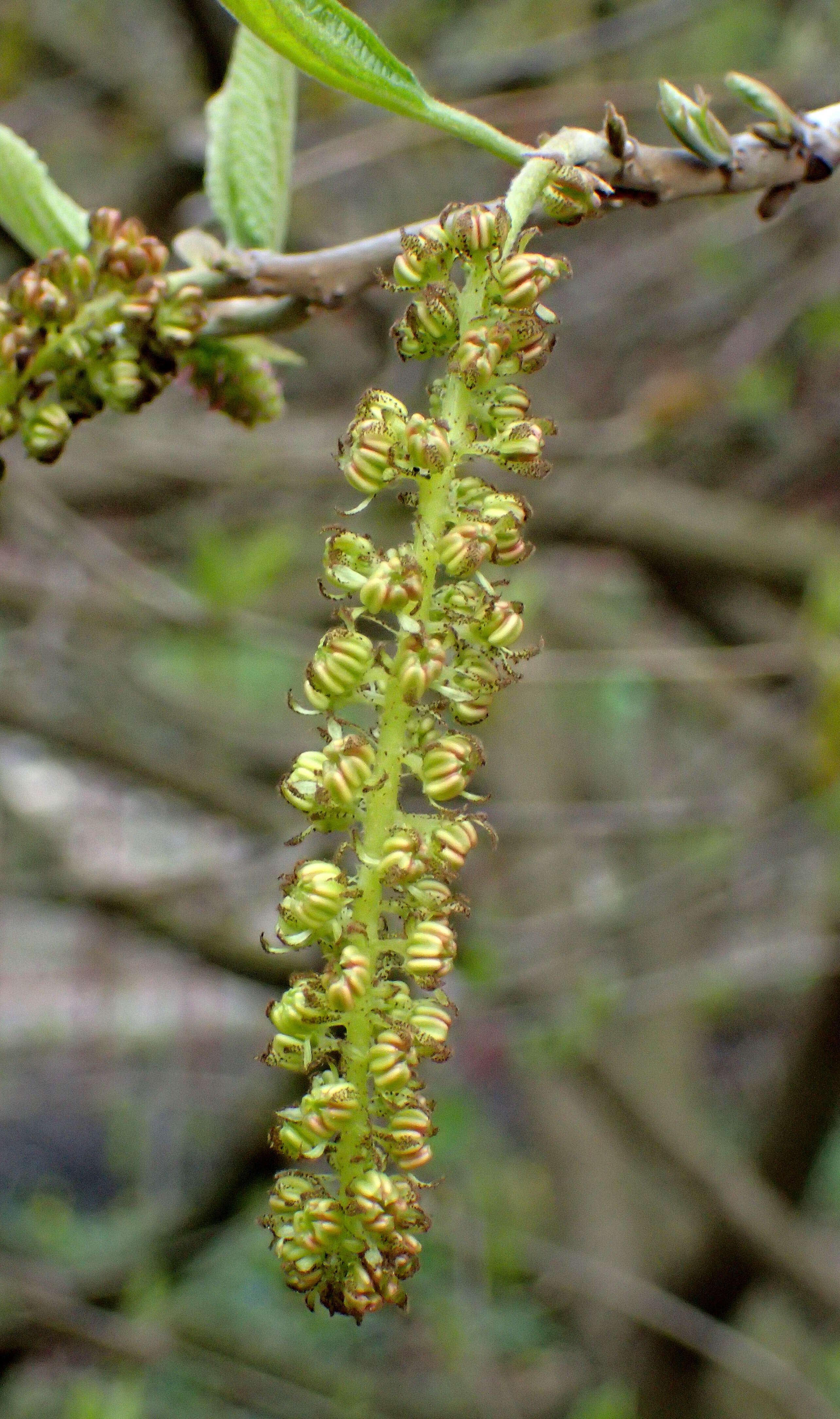 Plancia ëd Sinowilsonia henryi Hemsl.