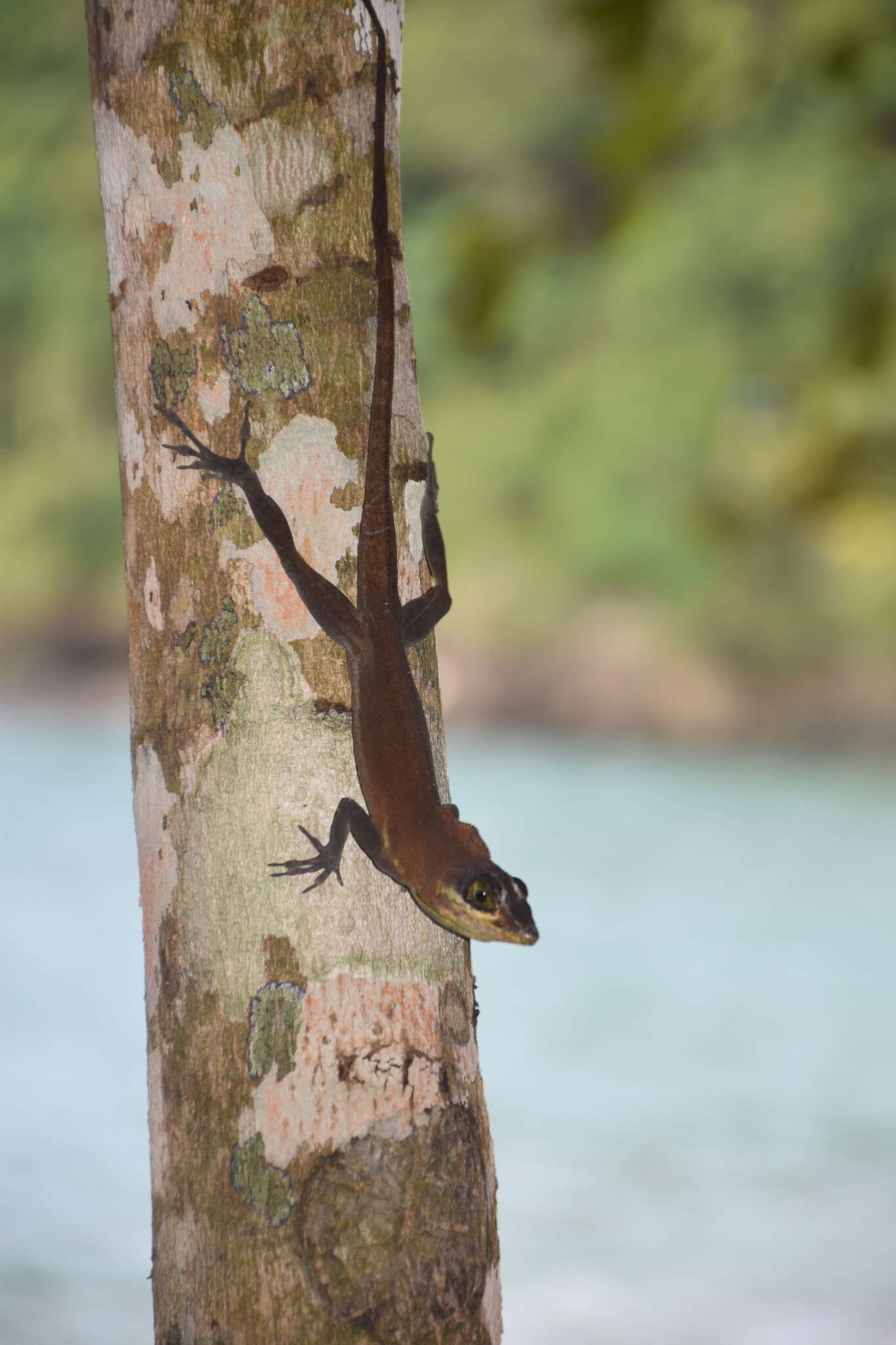 Image of Grenada tree anole