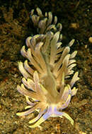 Image of White soft coral mimic slug