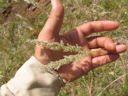 Слика од Anthaenantia lanata (Kunth) Benth.