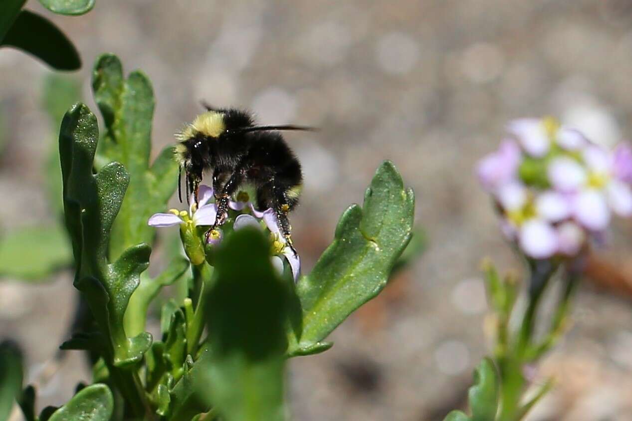 Image of Obscure Bumble Bee