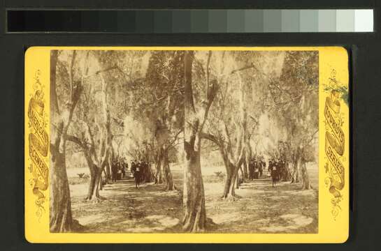 Image of olive tree