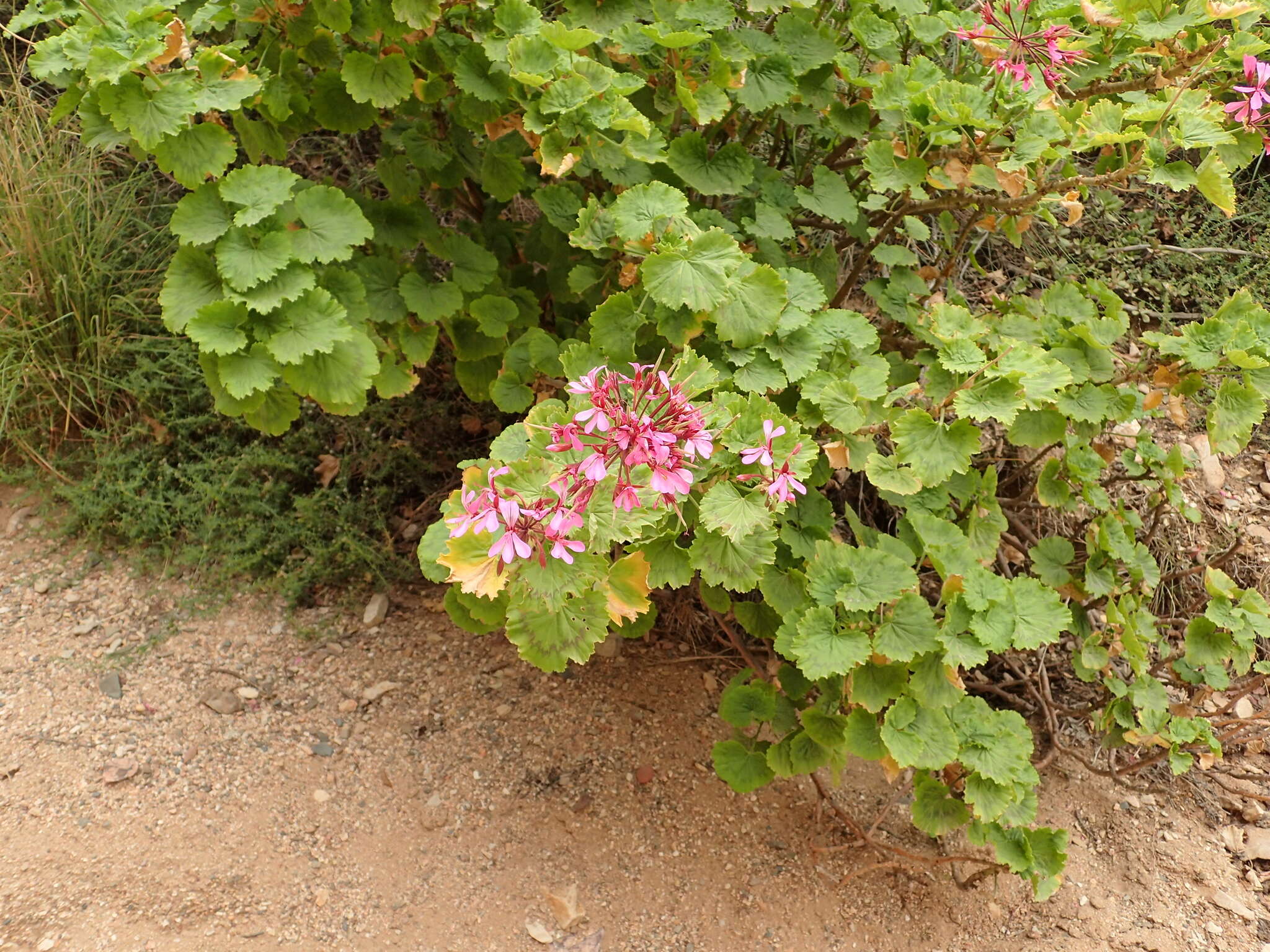 Image of horseshoe geranium