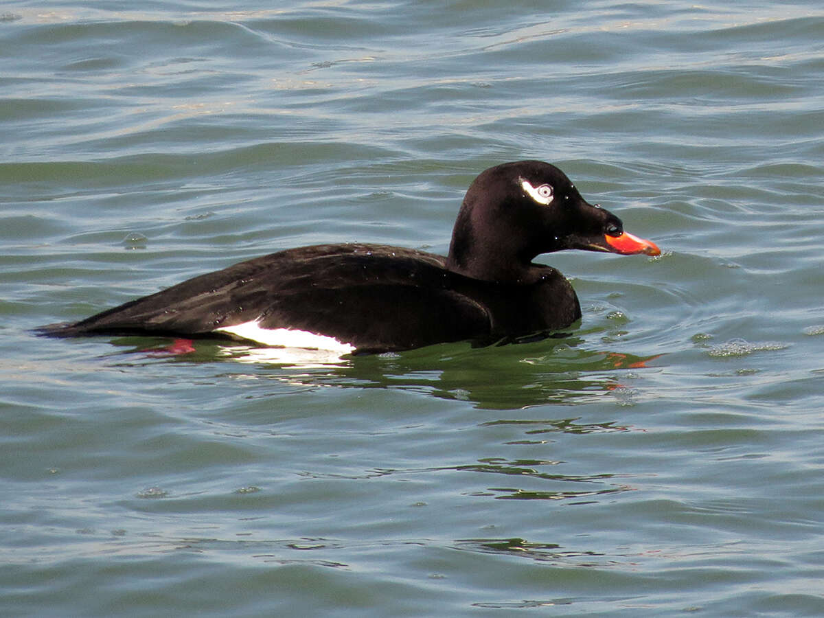 Image of White-winged Scoter