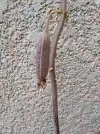 Image of Eulophia cristata (Afzel. ex Sw.) Steud.