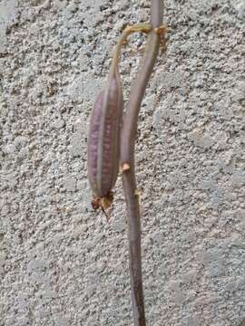 Image of Eulophia cristata (Afzel. ex Sw.) Steud.