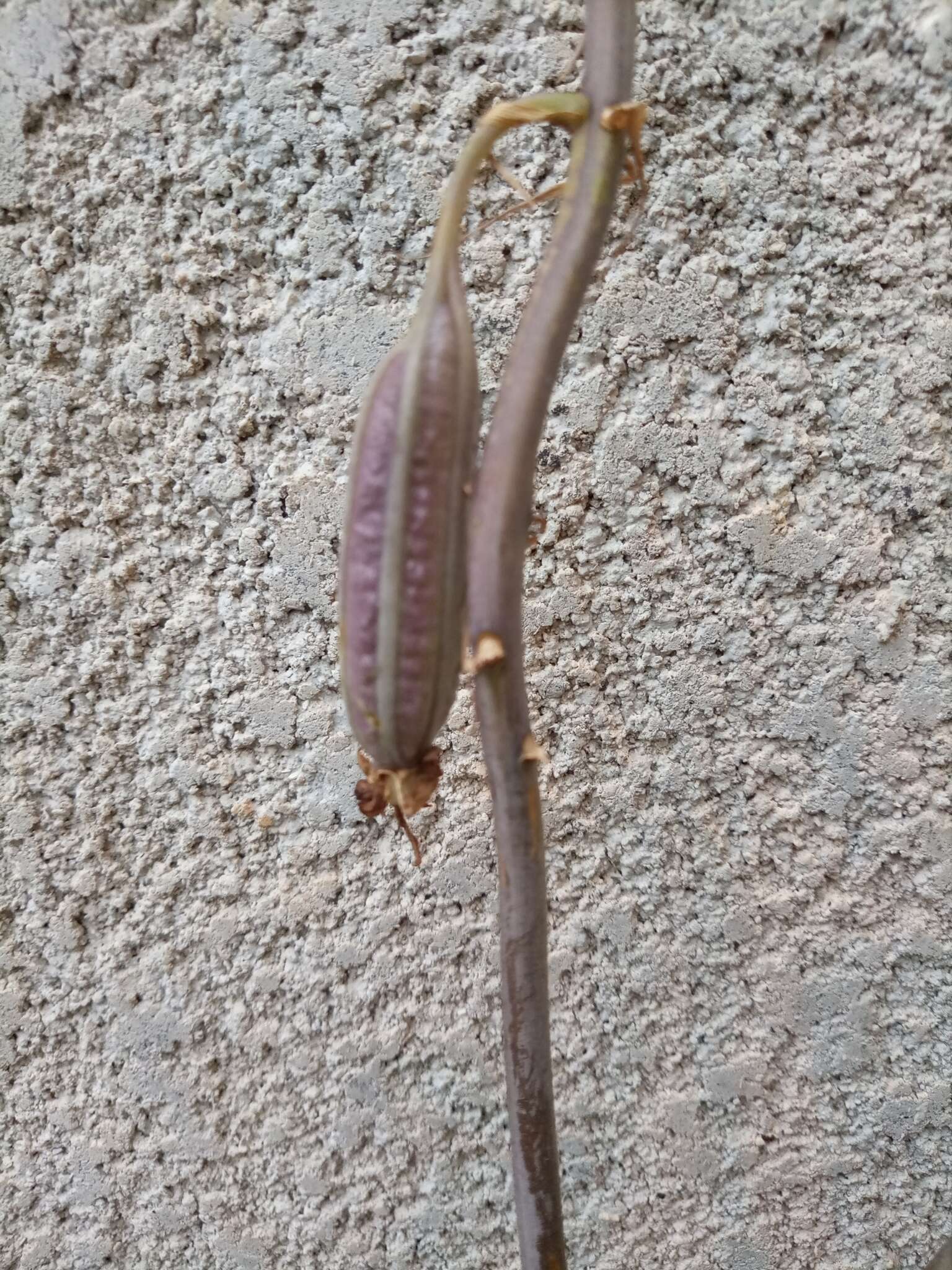 Image of Eulophia cristata (Afzel. ex Sw.) Steud.