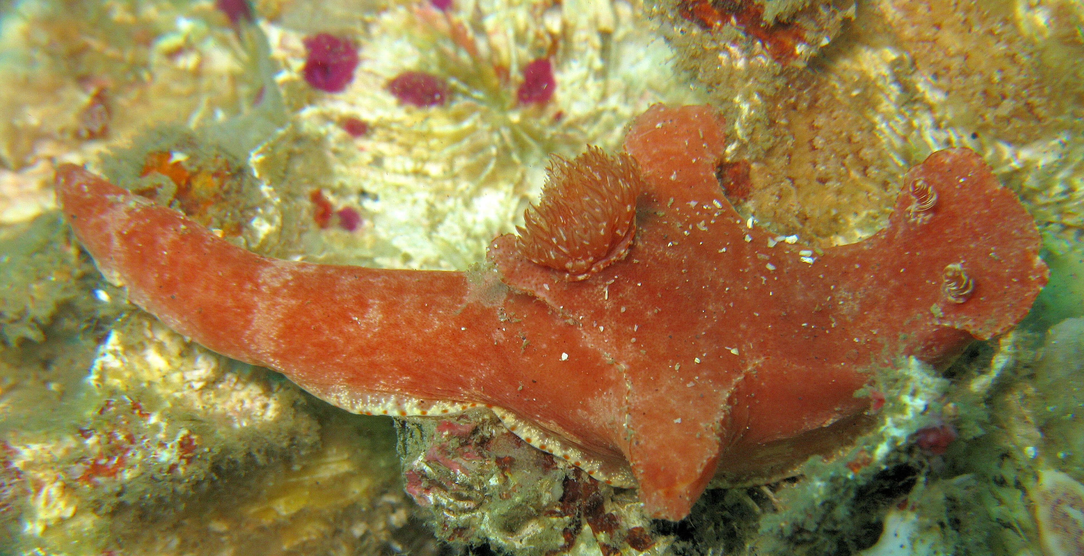 Image of Ceratosoma A. Adams & Reeve 1850