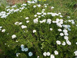 Plancia ëd Iberis sempervirens L.