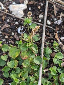 Image de Acalypha chamaedrifolia (Lam.) Müll. Arg.