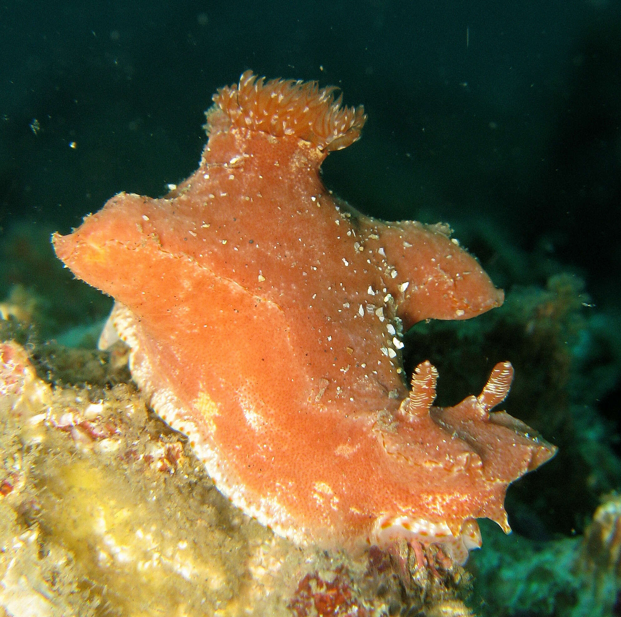 Image of Ceratosoma A. Adams & Reeve 1850