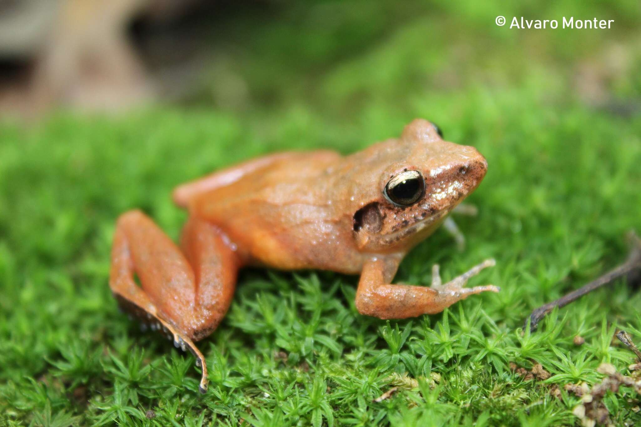 Image of Polymorphic Robber Frog