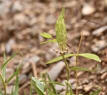 Image of spider milkweed