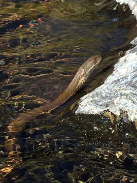 Image of Thamnophis melanogaster chihuahuaensis Tanner 1959