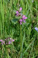 Image of spotted dead-nettle