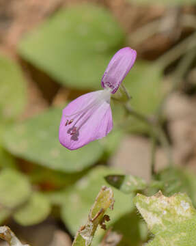 Imagem de Dicliptera effusa Balf. fil.