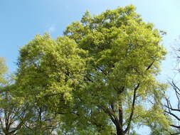 Image of Lebanon Oak