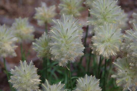 صورة <i>Ptilotus macrocephalus</i>