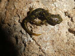 Image of Supramonte Cave Salamander
