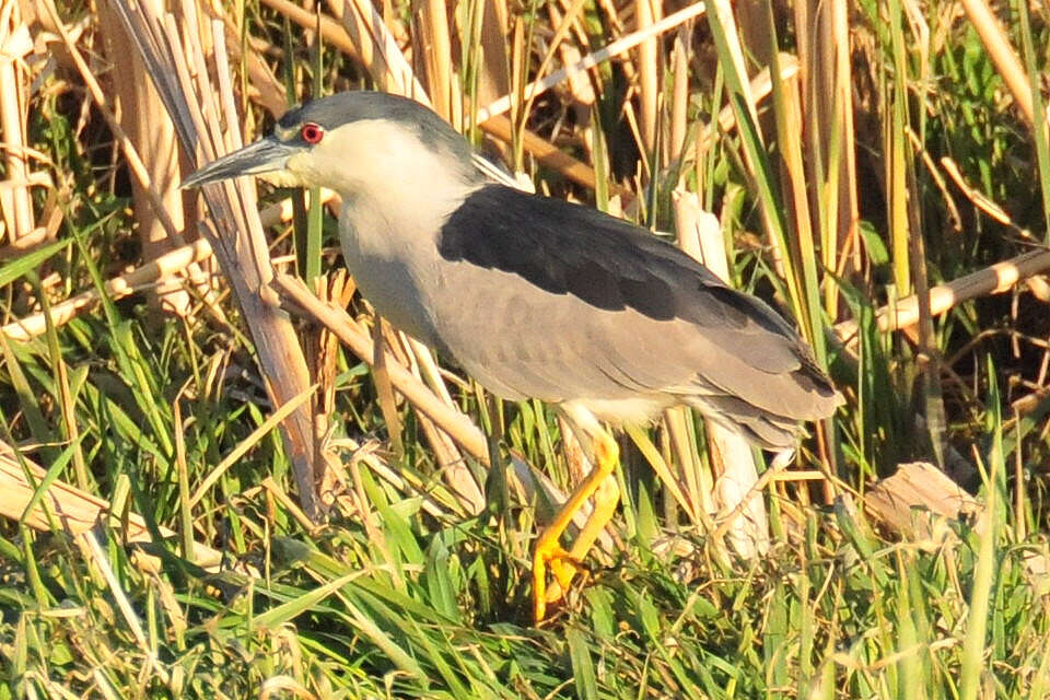 Image of Night Herons