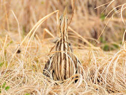 Image of American Bittern