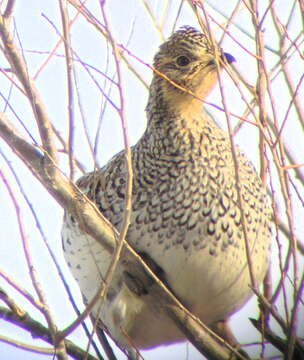 Image of Sharp-tailed Grouse