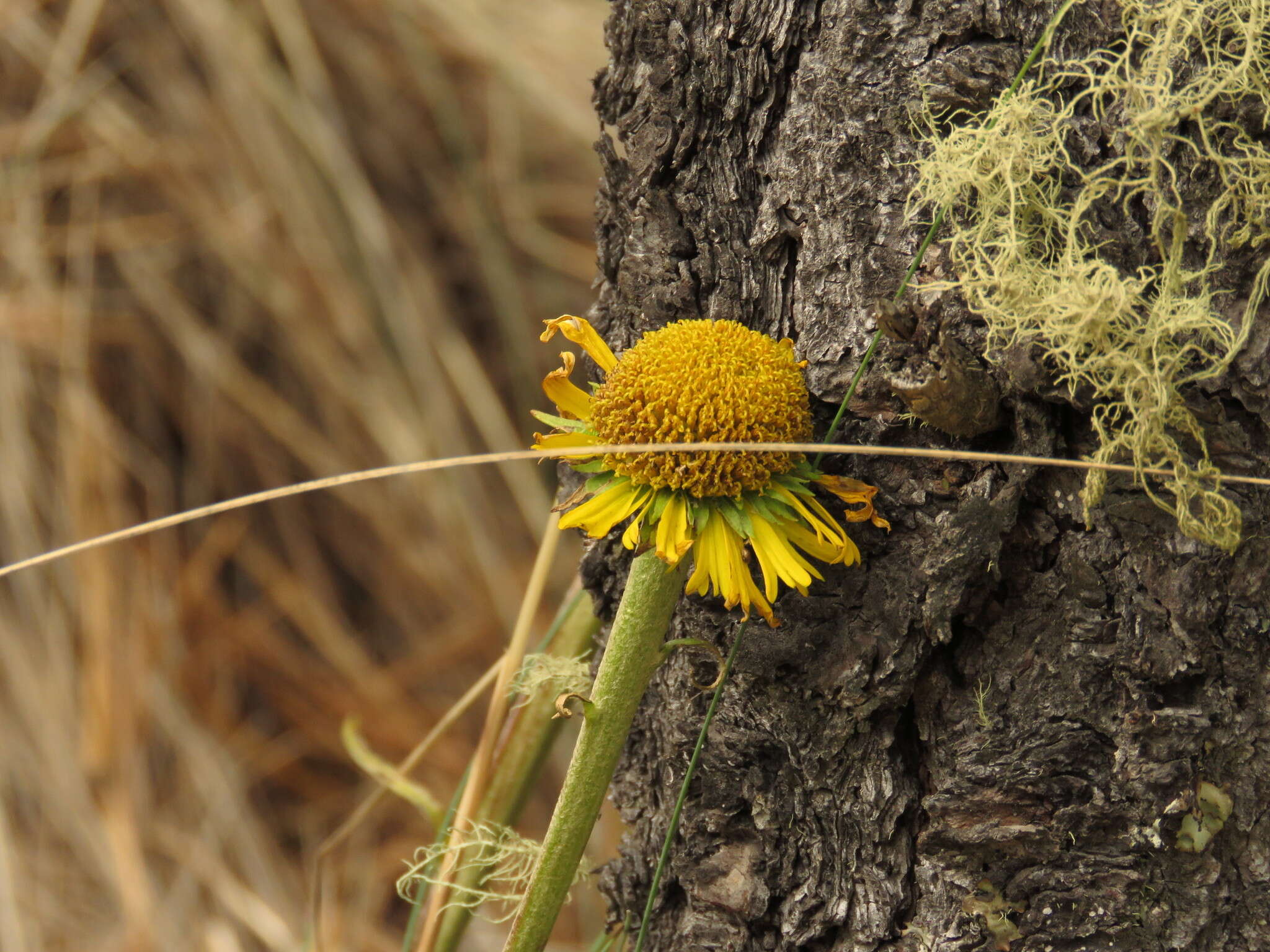 Hymenoxys integrifolia (Kunth) M. W. Bierner的圖片