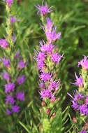 Слика од Liatris punctata Hook.