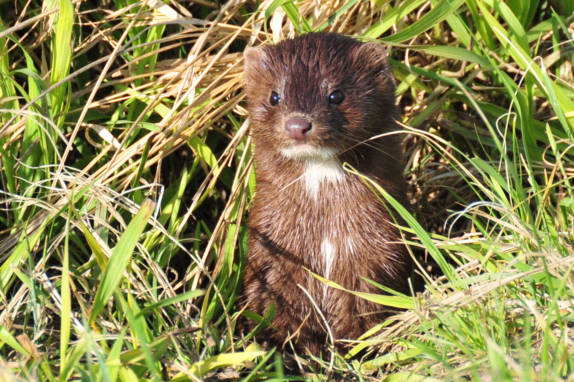 Image of American Mink