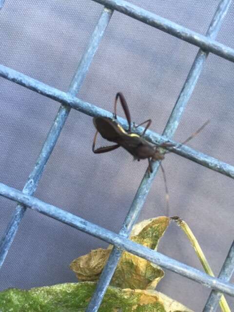 Image of brown bean bug