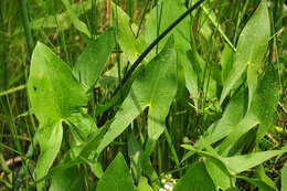 Sagittaria latifolia Willd. resmi