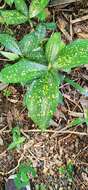 Image of gold dust dracaena