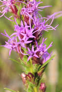 Слика од Liatris punctata Hook.