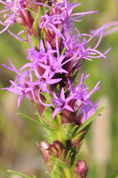 Слика од Liatris punctata Hook.