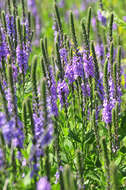 Image of vervain