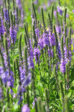 Image of vervain