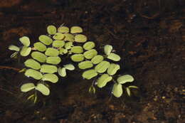 Image of floating watermoss